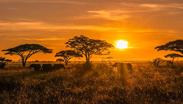 Sunset over African savannah